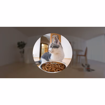 PET-PF1-4LSP - lifestyle